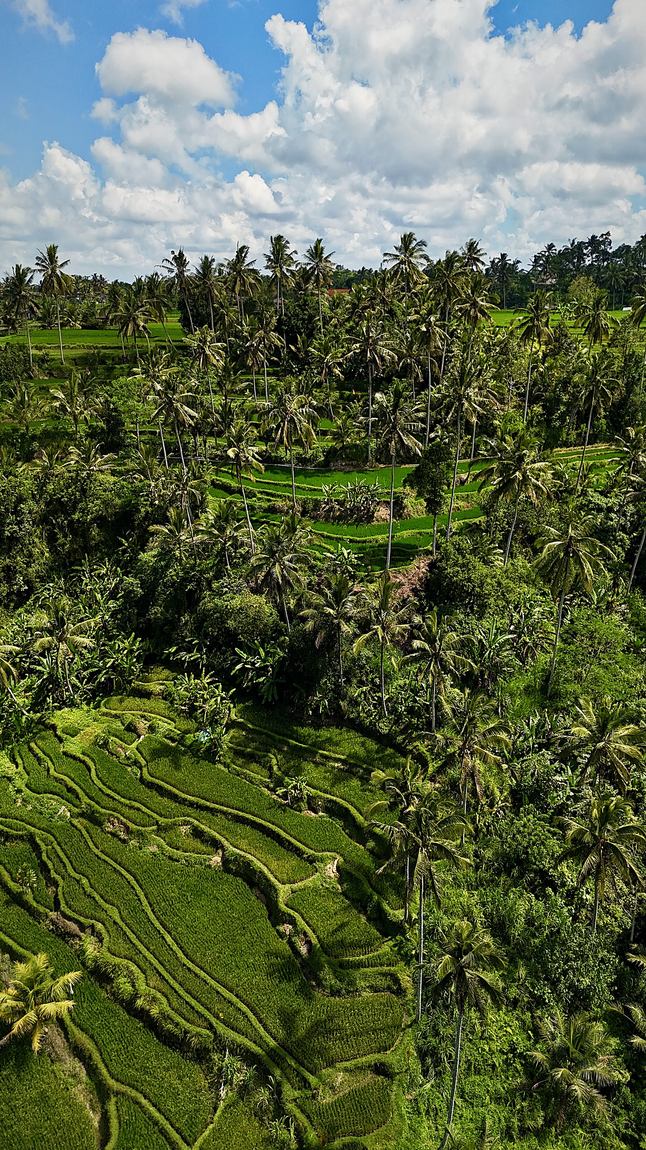Drohnenaufnahme – Reisterrassen, Indonesien