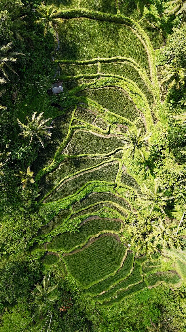 Drohnenaufnahme – Terrassen im Grün, Indonesien
